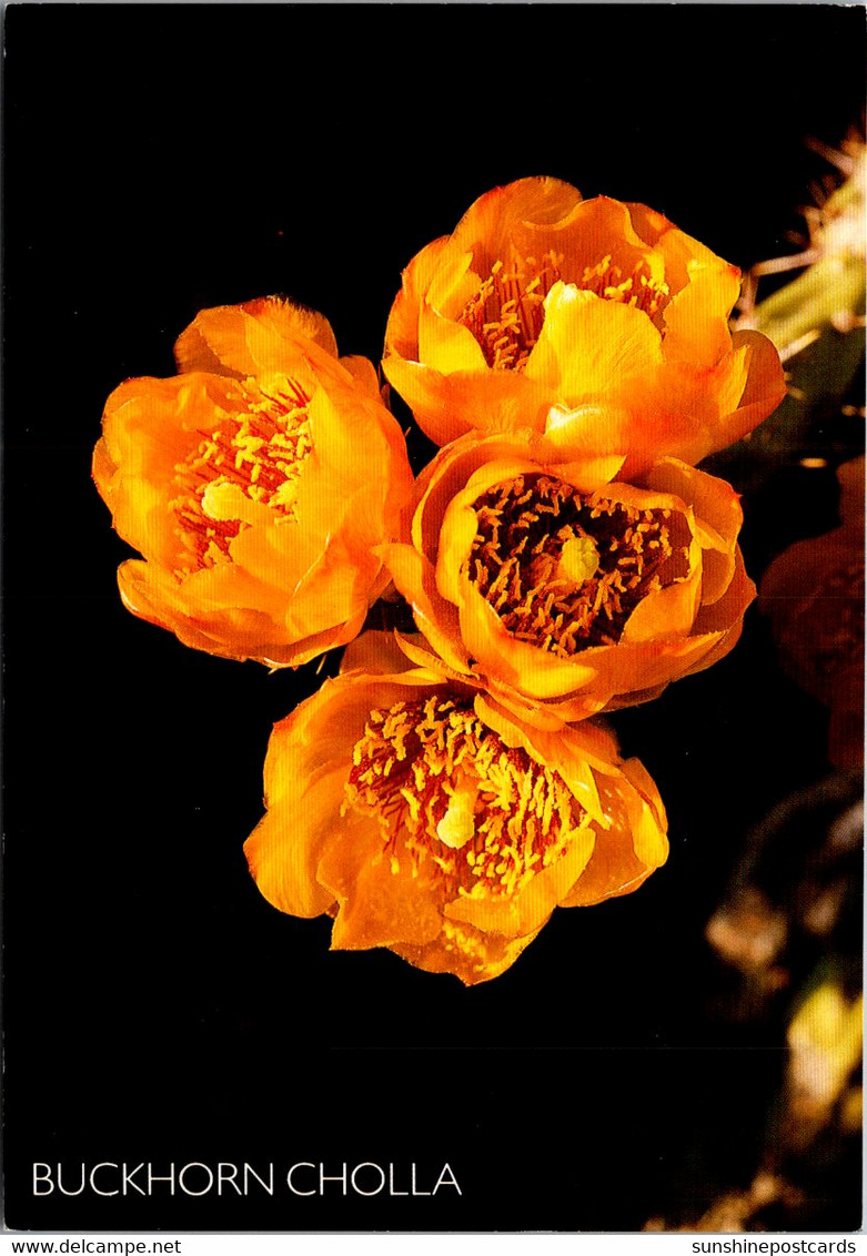 Cactus Buckhorn Cholla Bloom - Cactus