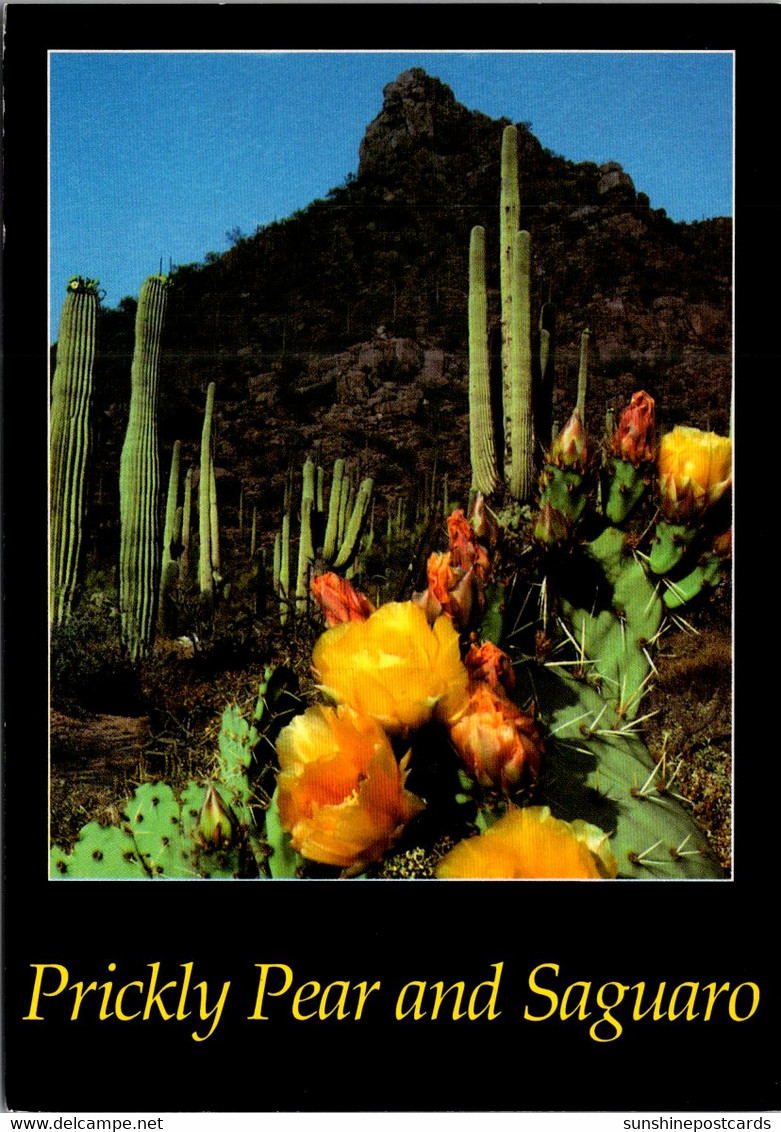 Cactus Prickly Pear And Saguaro - Cactusses