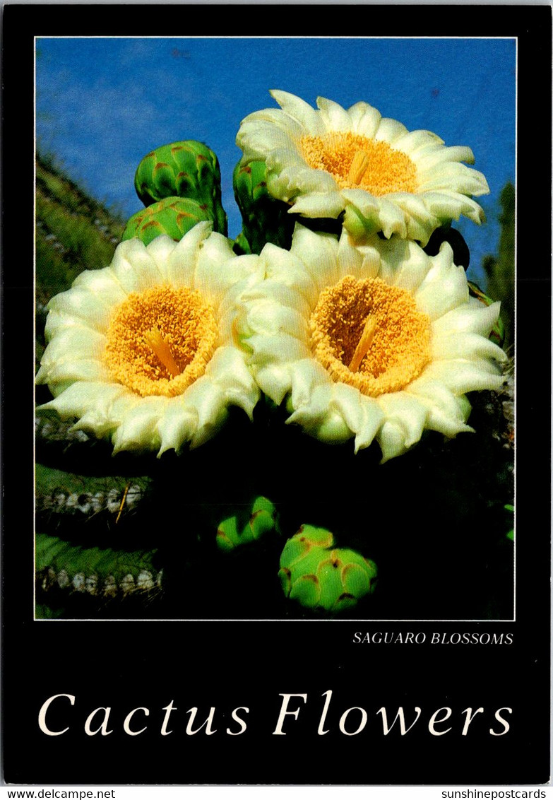 Cactus Saguaro Blossoms - Cactus