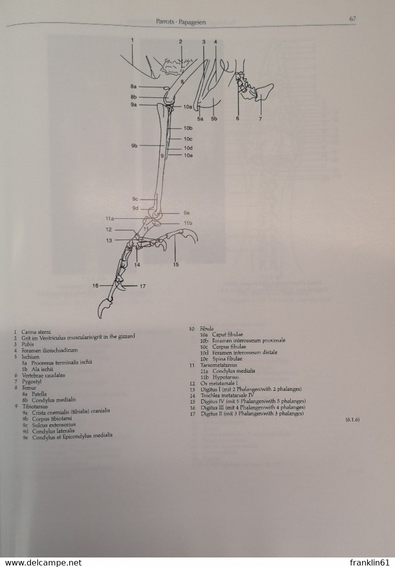 Atlas Zur Röntgenanatomie Und Röntgendiagnostik Der Ziervögel. - Health & Medecine