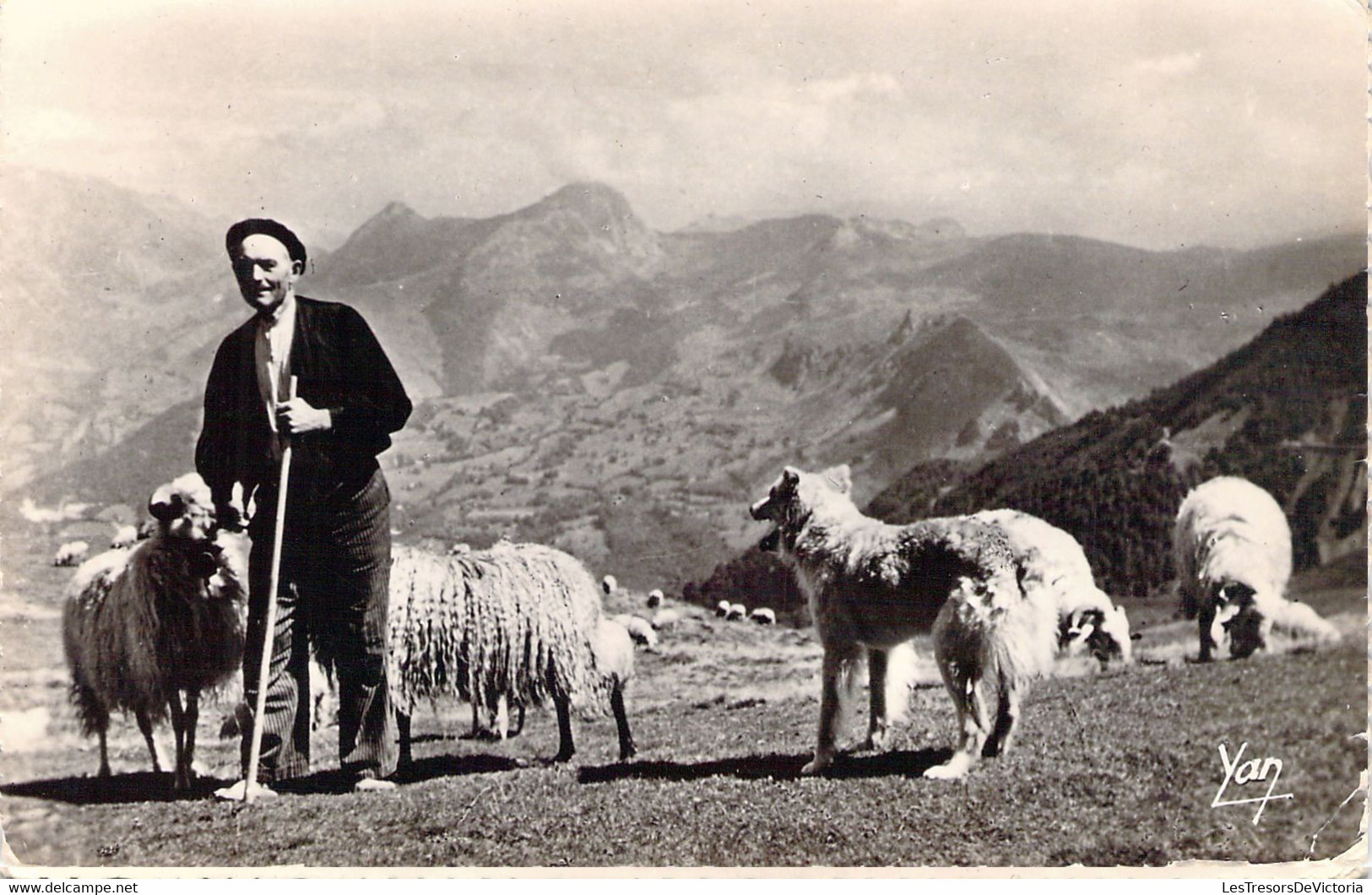 AGRICULTURE - ELEVAGE - BERGER DES PYRENEES Au Col D'Aubisque - P Chambon - Carte Postale Ancienne - Elevage