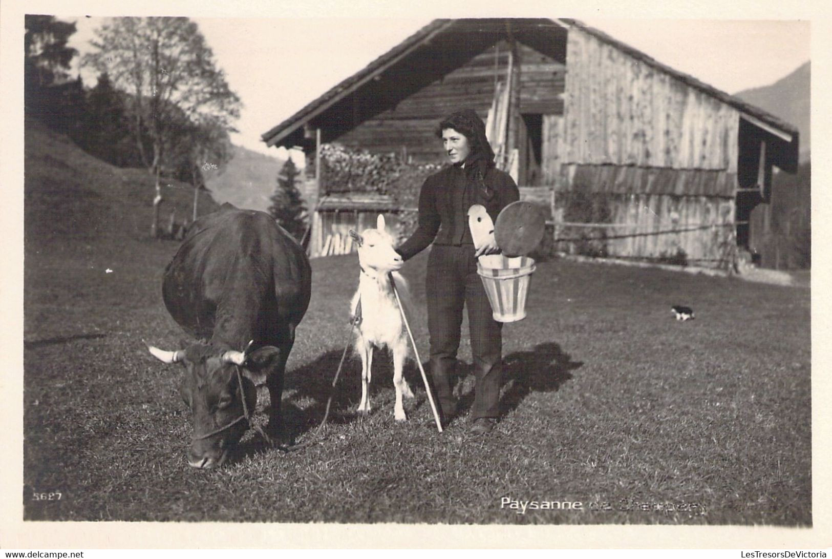 AGRICULTURE - ELEVAGE - PAYSANNE - Chèvre Et Vache - Carte Postale Ancienne - Breeding