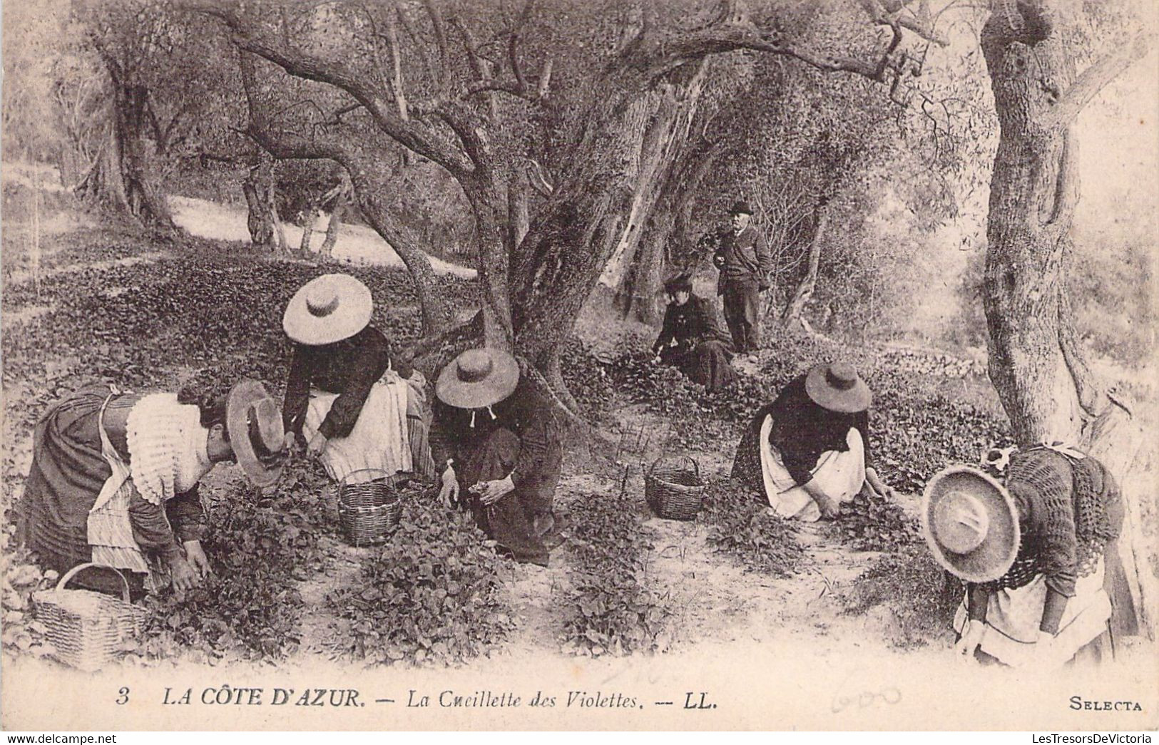 AGRICULTURE - CULTURE - La Cueillette Des Violettes - LL - Carte Postale Ancienne - Culturas