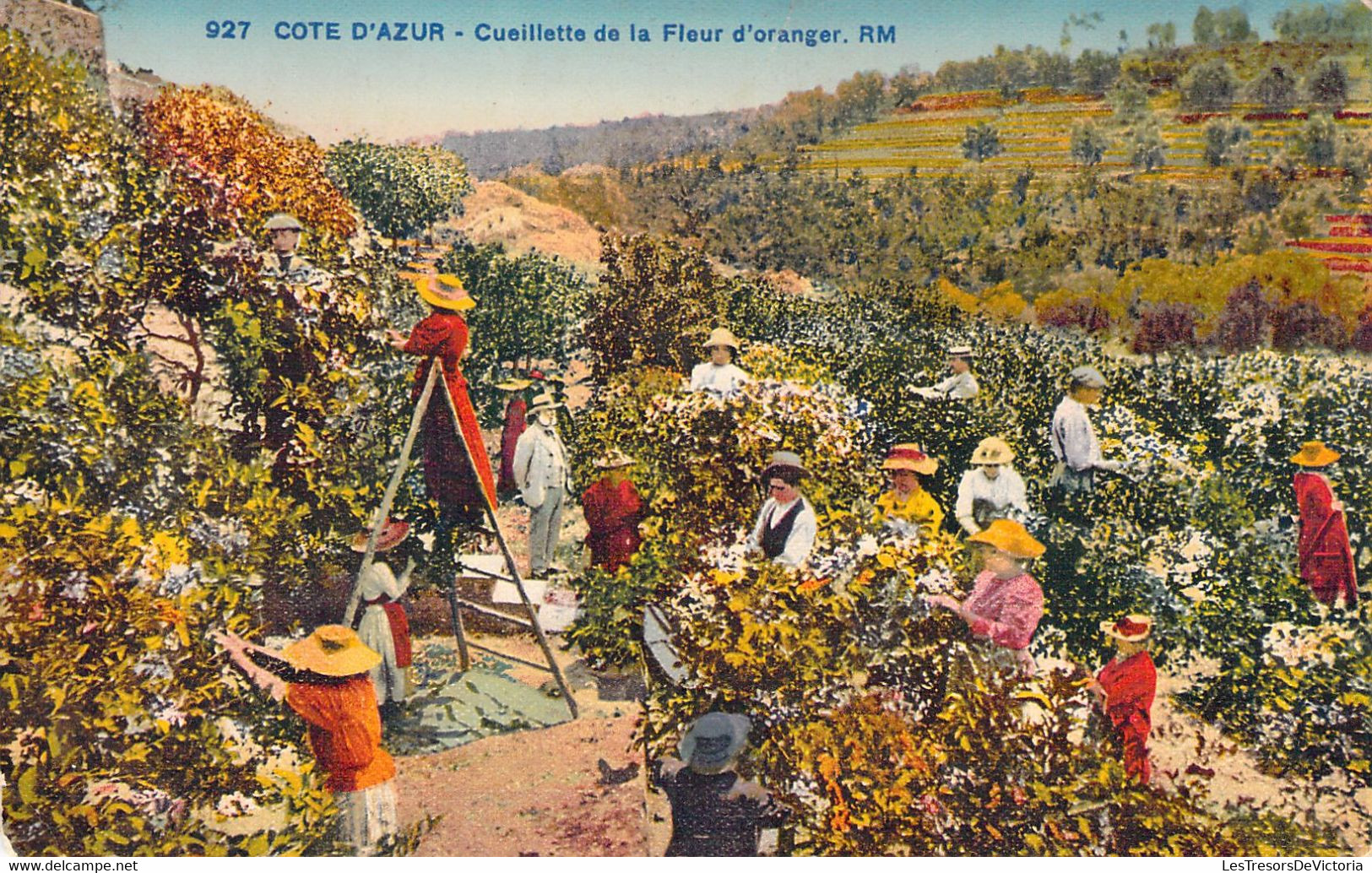 AGRICULTURE - CULTURE - La Cueillette De La Fleur D'Oranger - RM - Carte Postale Ancienne - Landwirtschaftl. Anbau