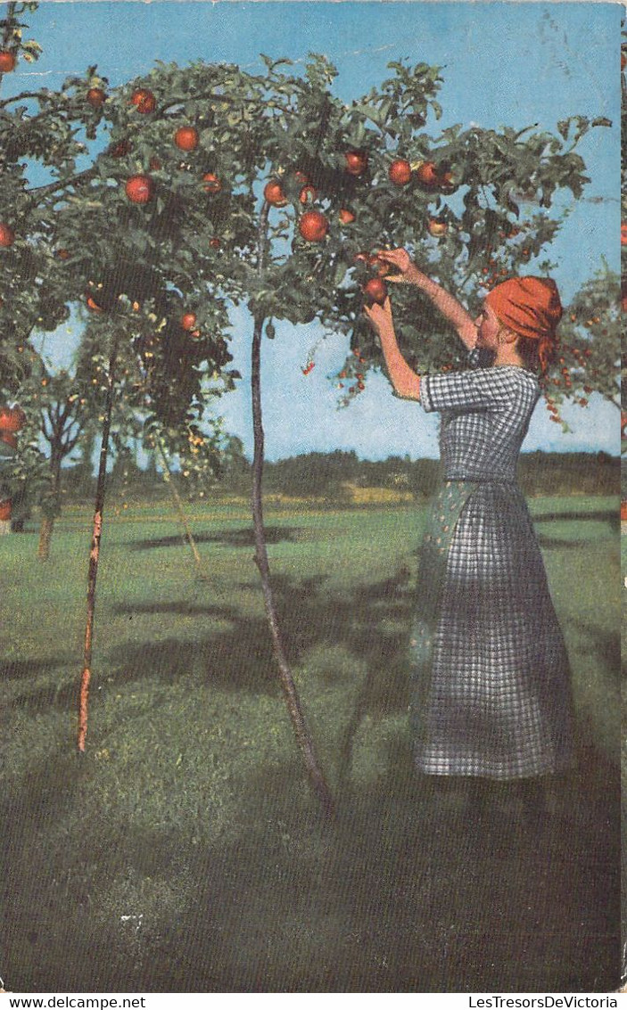 AGRICULTURE - CULTURE - Cueillette Des Pommes - Carte Postale Ancienne - Cultures
