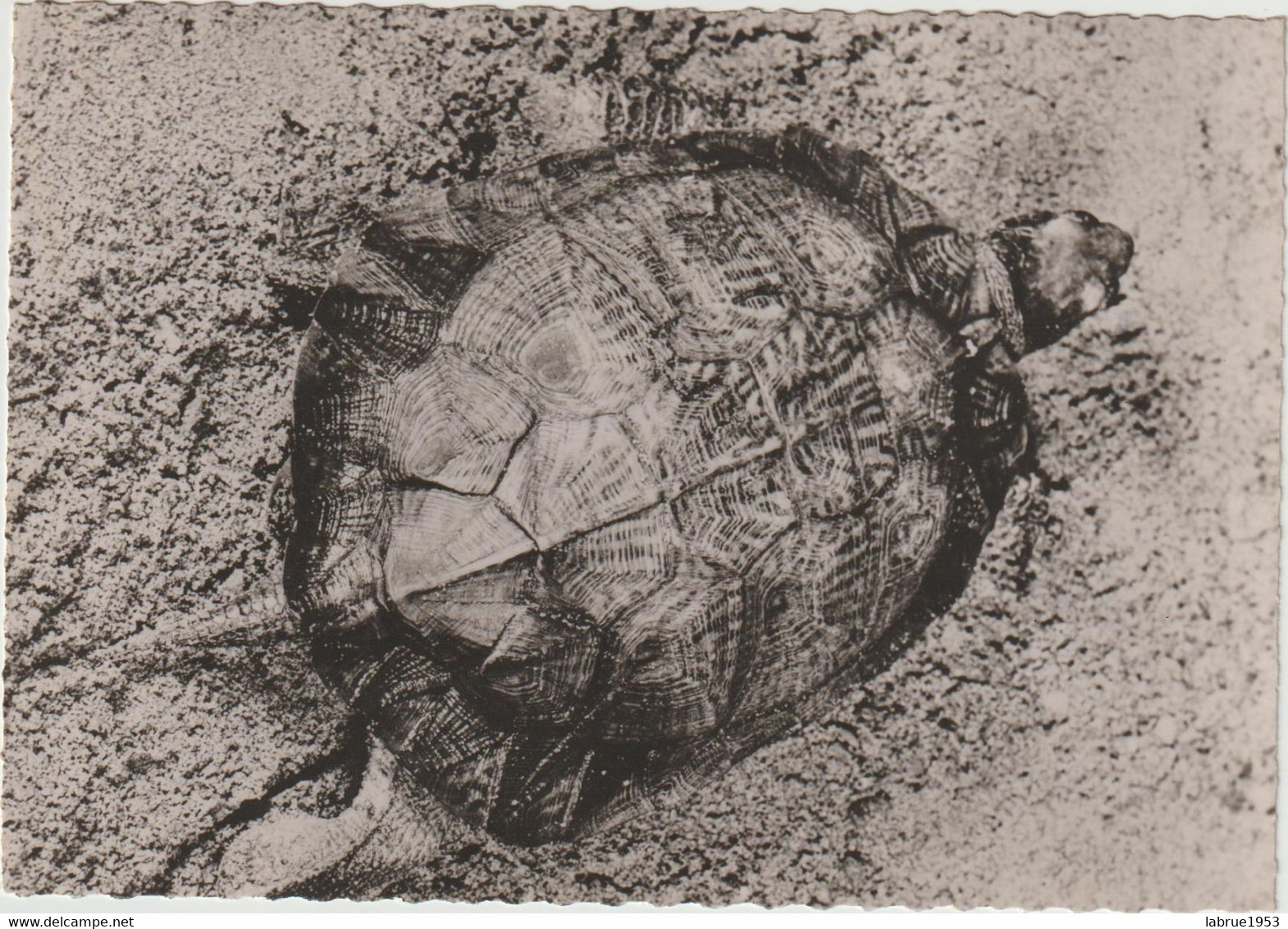 Tortue De Madagascar  - Carte  PUB Génoline  (F.7752) - Schildpadden