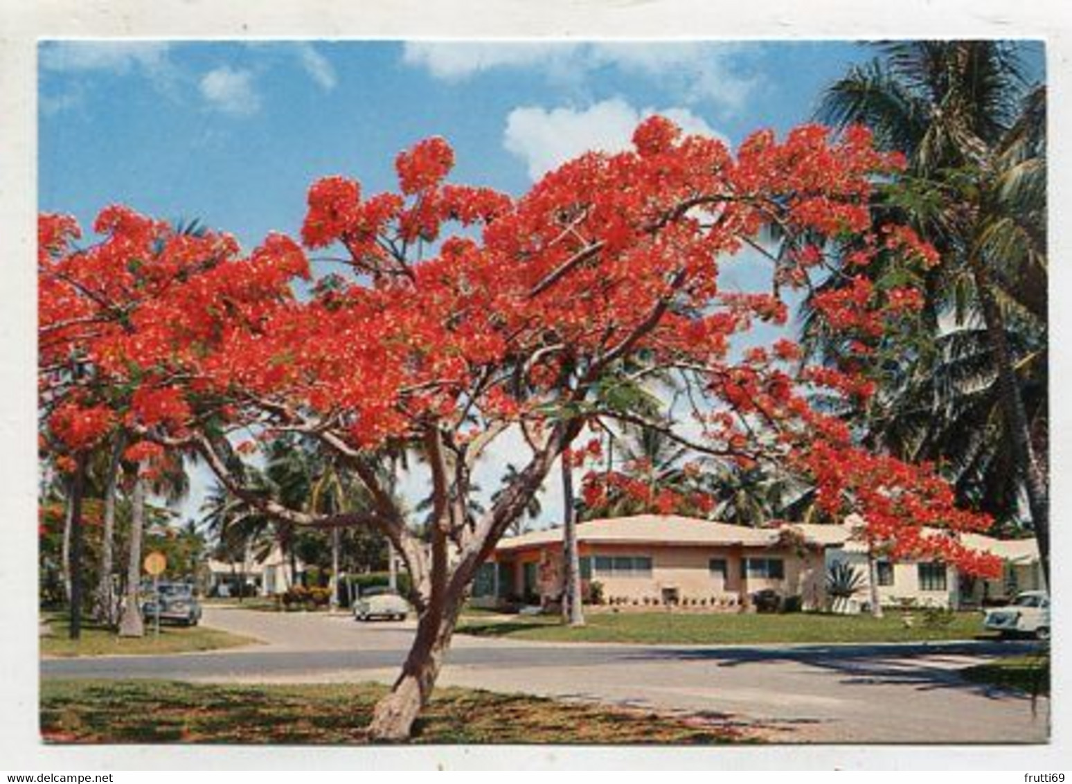 AK 111360 USA -Florida - Royal Poinciana - Andere & Zonder Classificatie