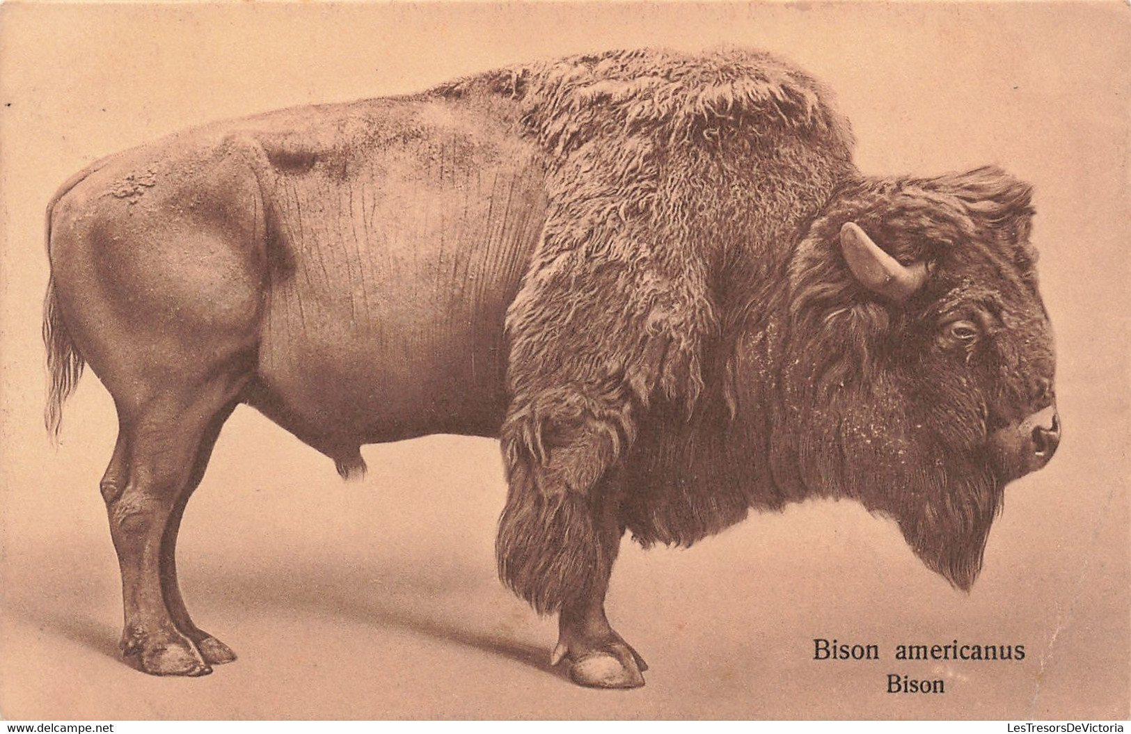 Animaux - Bison Américanus - Edit. W. De Haan Utrecht - Oblitéré 1913 - Carte Postale Ancienne - Sonstige & Ohne Zuordnung