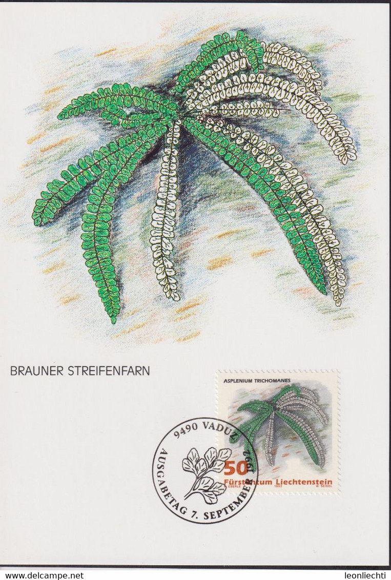 1992 Liechtenstein MC 109  Mi:LI 1046 °, Yt:LI 987°, Zum:LI 988°, Farne, Brauner Streifenfarn - Plantas Medicinales