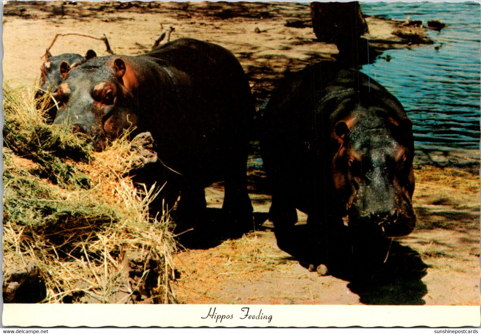 Hippopotamus Feeding Lion Country Safari California - Hippopotamuses