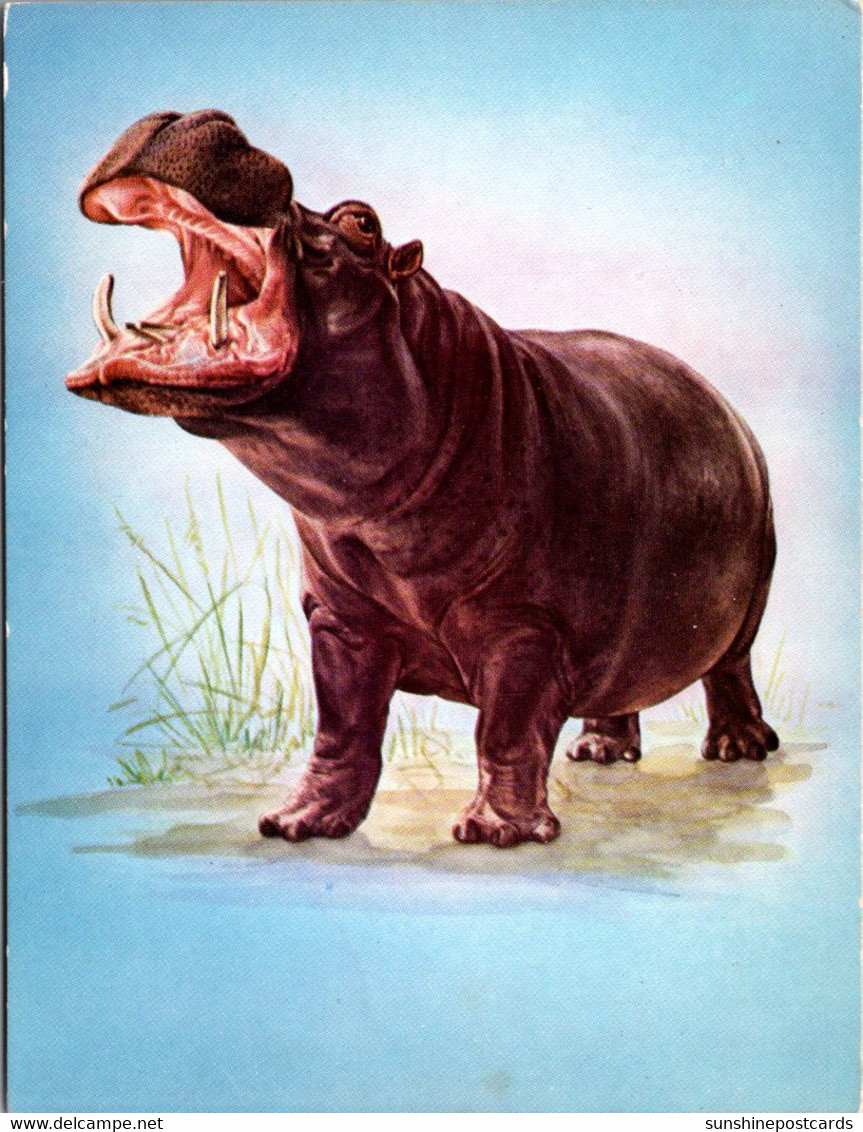 Hippopotamus Kruger National Park South Africa - Flusspferde