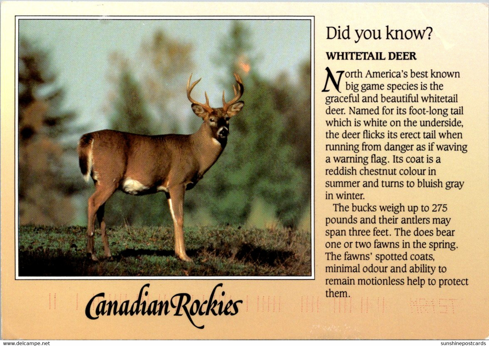 Canada Whitetail Deer Canadian Rockies - Cartes Modernes