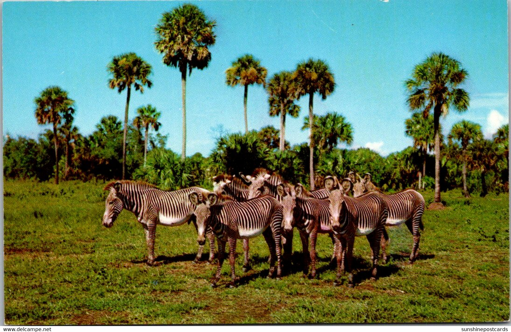 Grevy Zebras Africa U S A Boca Raton Florida - Zebre