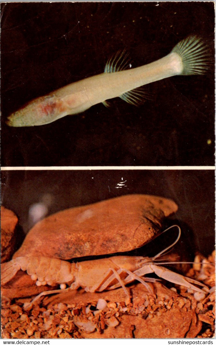 Ohio Cincinnati Museum Of Natural History Cavern Blind Fish And Blind Crayfish 1971 - Cincinnati