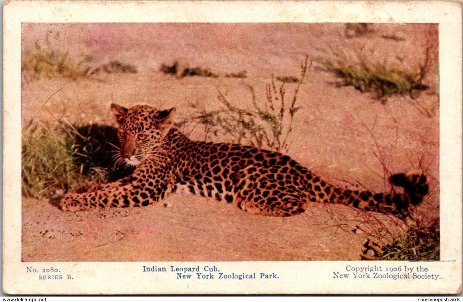 New York Zoological Park Indian Leopard Cub - Bronx