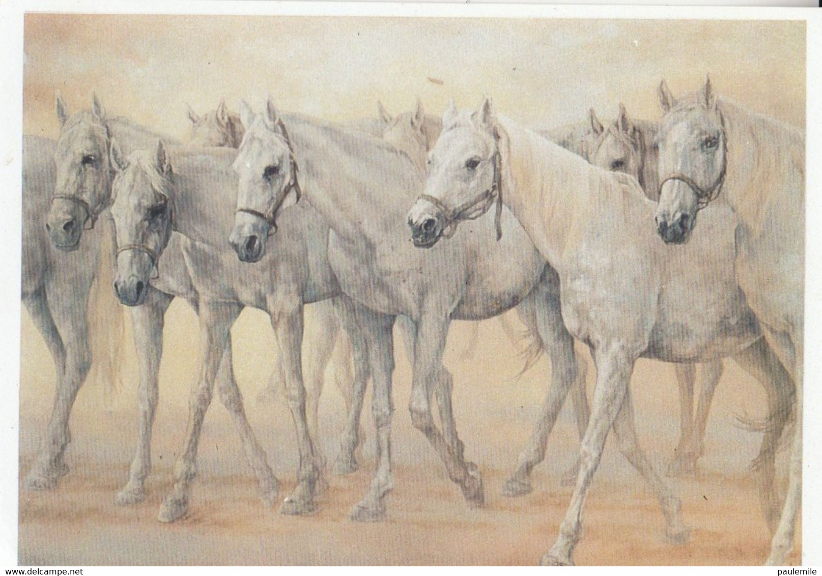 CPA  F 123  PHOTO     CHEVAUX BLANCS - Horses