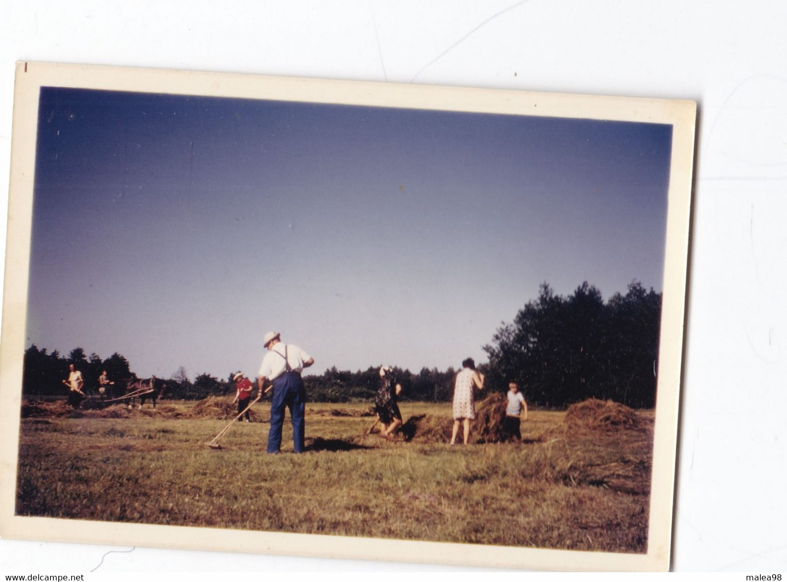 EN  POLOGNE , RAMASSAGE DU FOIN EN 1982 ,,,4 JOLIES PHOTOS 12 X 9  CM - Cultures