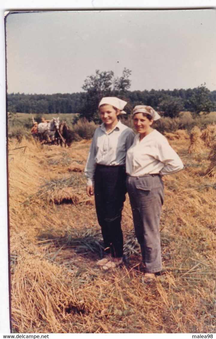 EN  POLOGNE , RAMASSAGE DU FOIN EN 1982 ,,,4 JOLIES PHOTOS 12 X 9  CM - Cultures