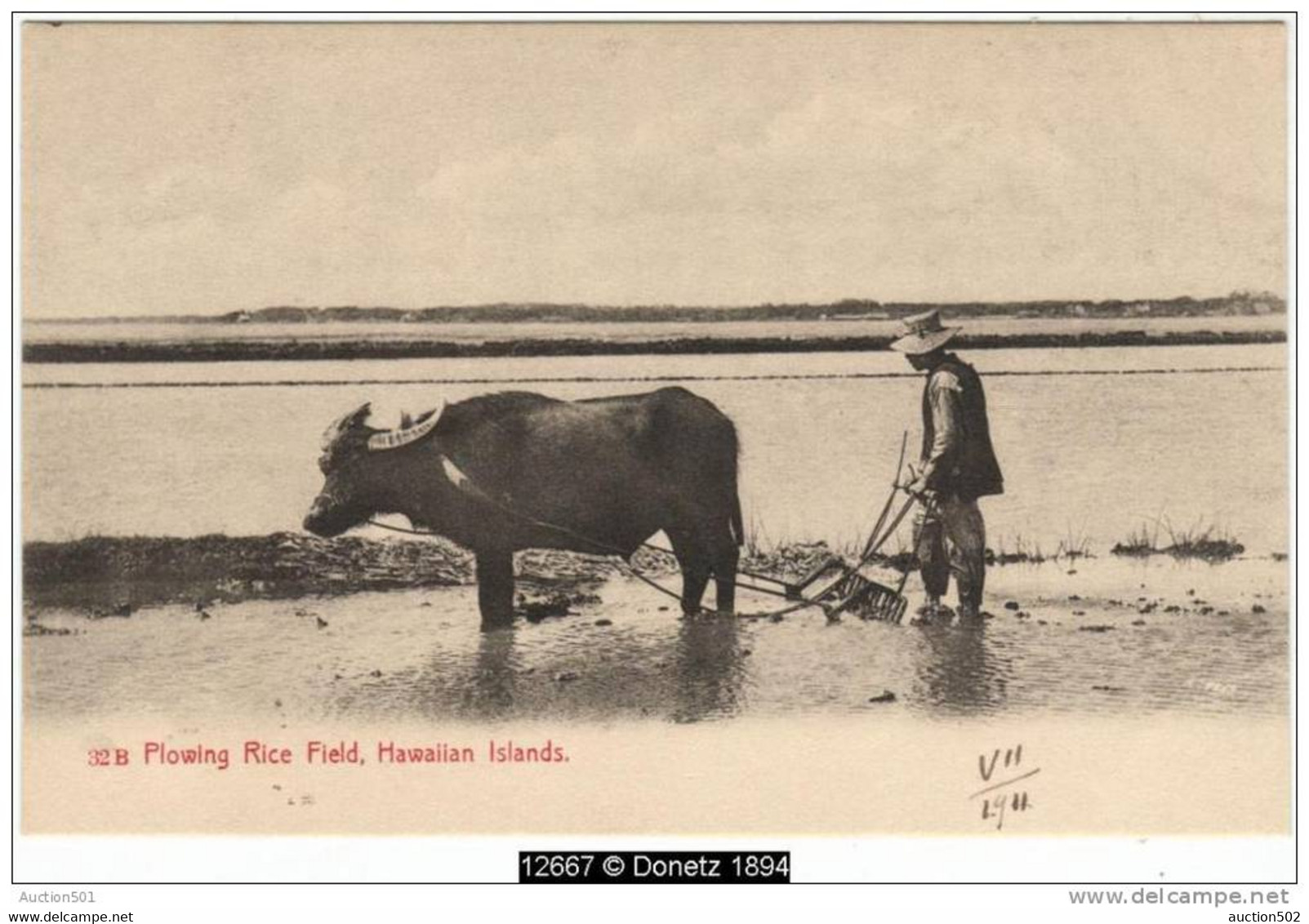 12667g HAWAII - Plowing Rice Field - Hawaiian Islands - 1911 - Hawaï