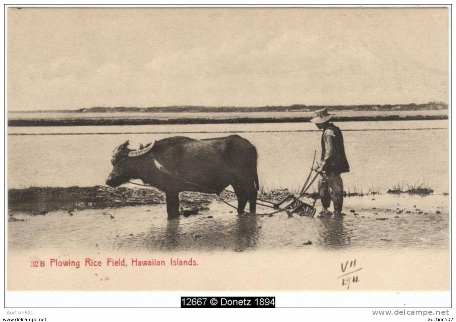 12667g HAWAII - Plowing Rice Field - Hawaiian Islands - 1911 - Big Island Of Hawaii