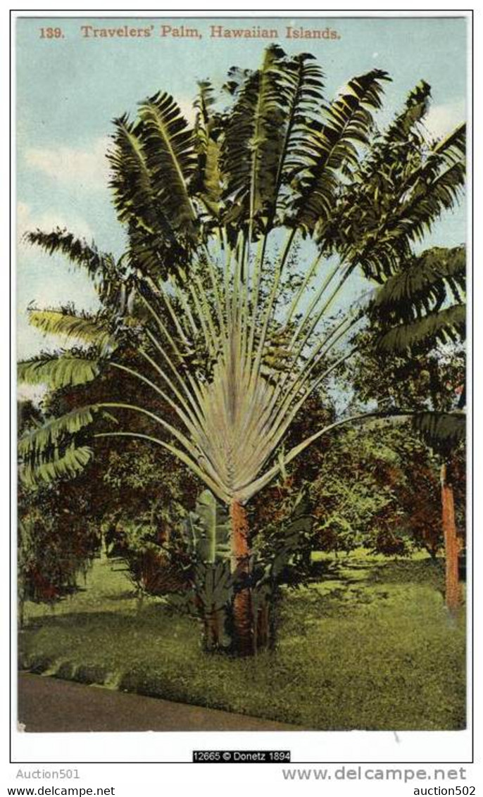 12665g HAWAII - Travelers' Palm - Hawaiian Islands - Hawaï