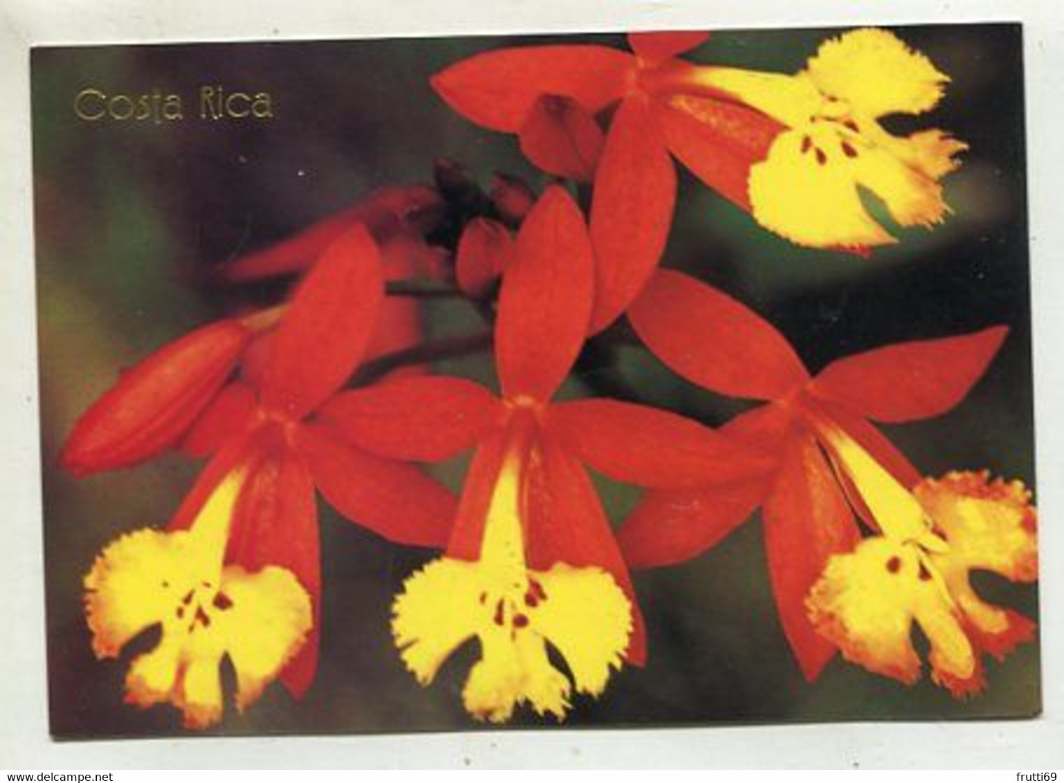 AK 111951 COSTA RICA - Epidendrum Radicans - Beanderita Espanola - Costa Rica