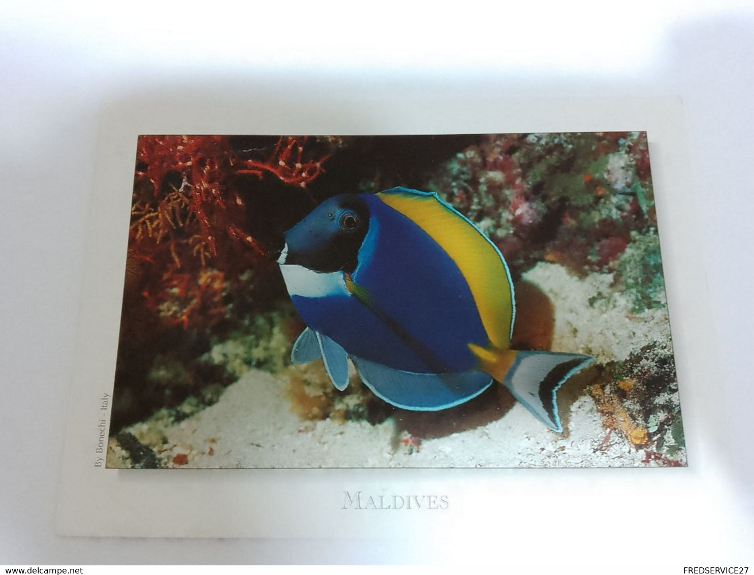 148/ MALDIVES BLUE SURGEONFISH - Maldiven