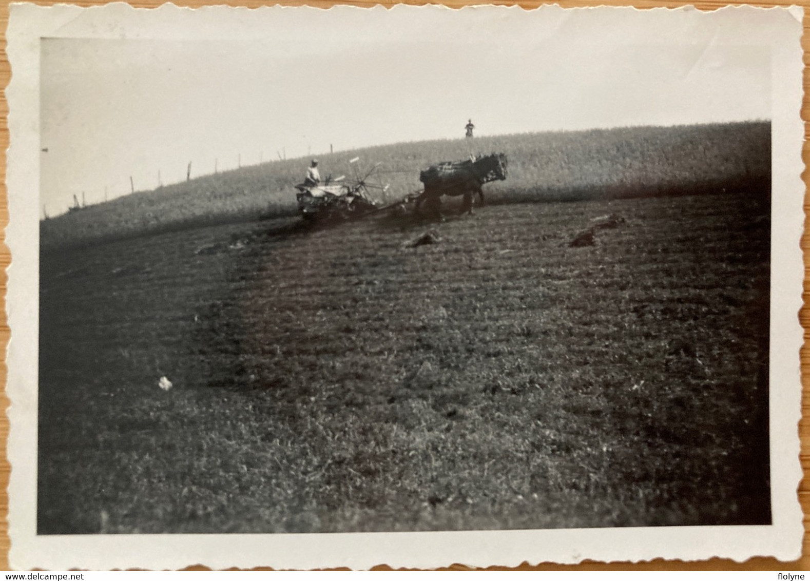 Agriculture - Photo Ancienne - Travail Aux Champs , Culture - Attelage Chevaux - Equipos