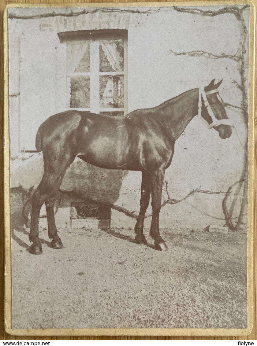 Chevaux - Photo Ancienne Format Cabinet - Cheval De Course Pur Sang - Horse - Hippisme Hippique - Horses