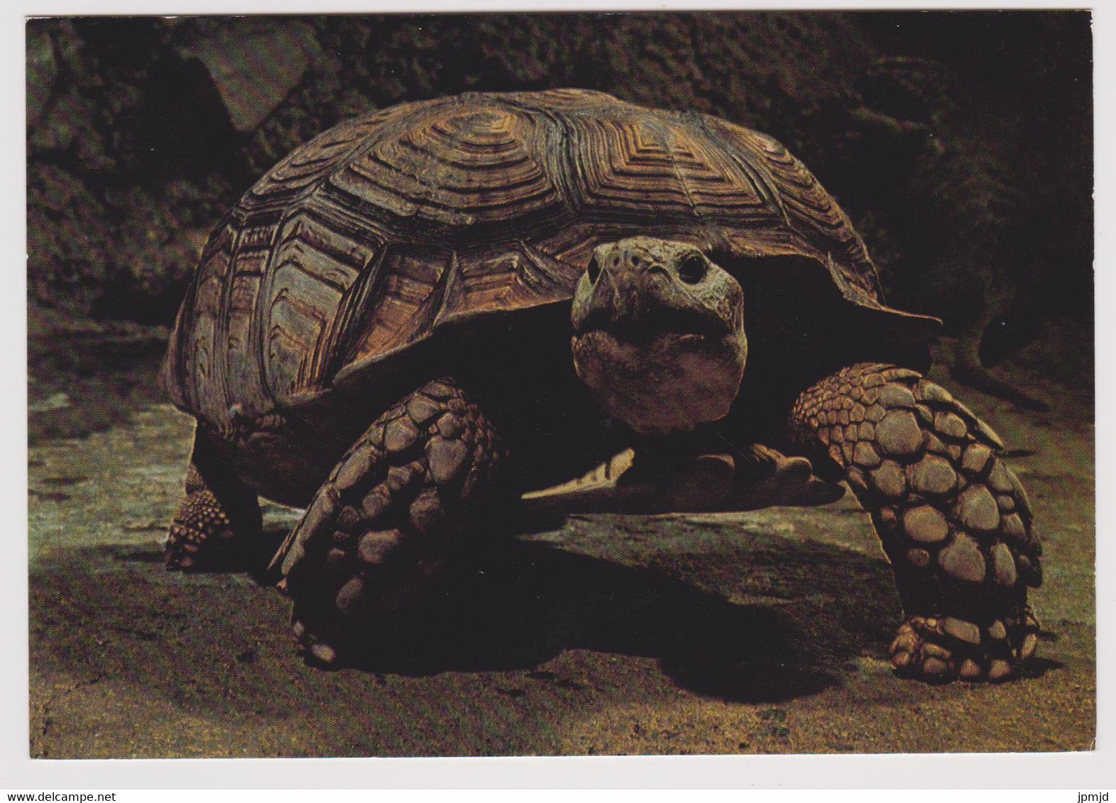 75 - PARIS - Aquarium Tropical Musée Des Arts Africains Et Océaniens - TESTUDO Sulcata - Ed. Musées Nationaux - Tortue - Schildkröten