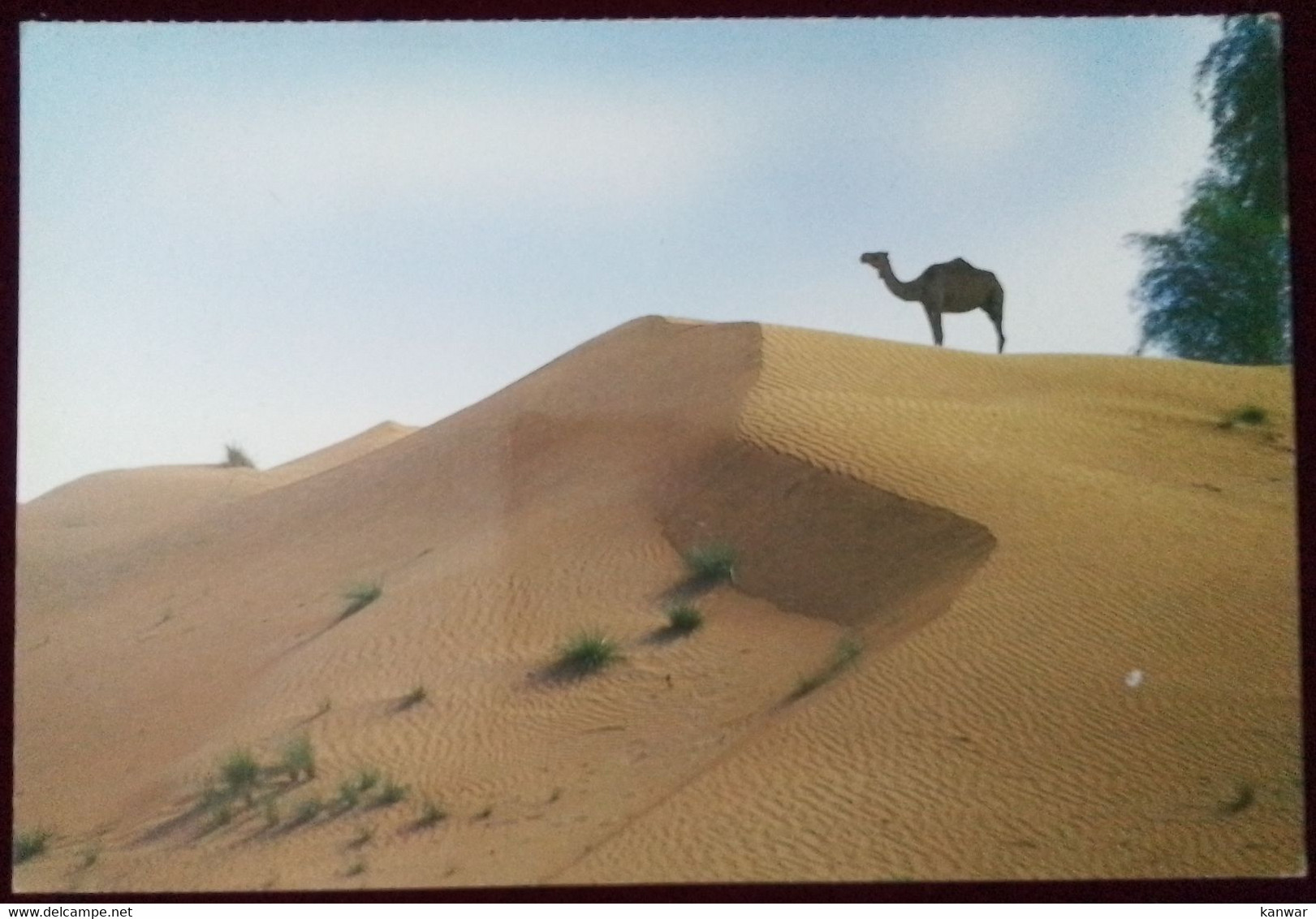 DUBAI POSTCARD COLORED MINT VIEW OF DESERT AND CAMEL - Dubai