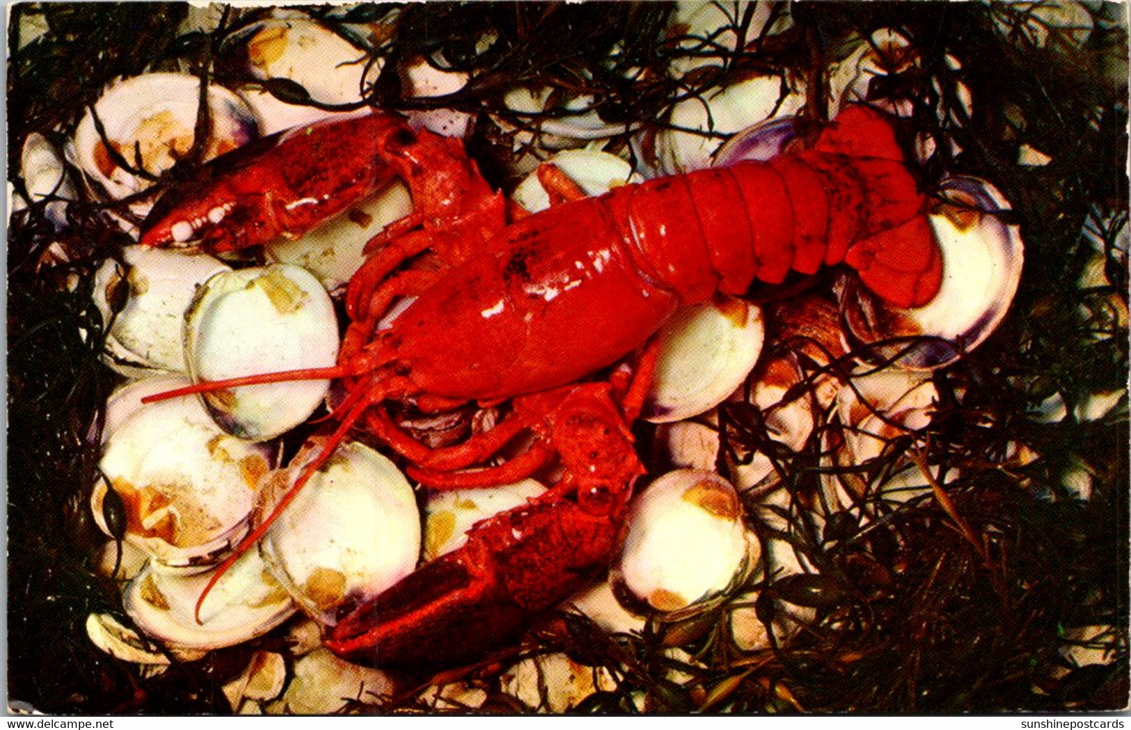 Massachusetts Cape Cod Large Freshly Boiled Lobster 1955 - Cape Cod