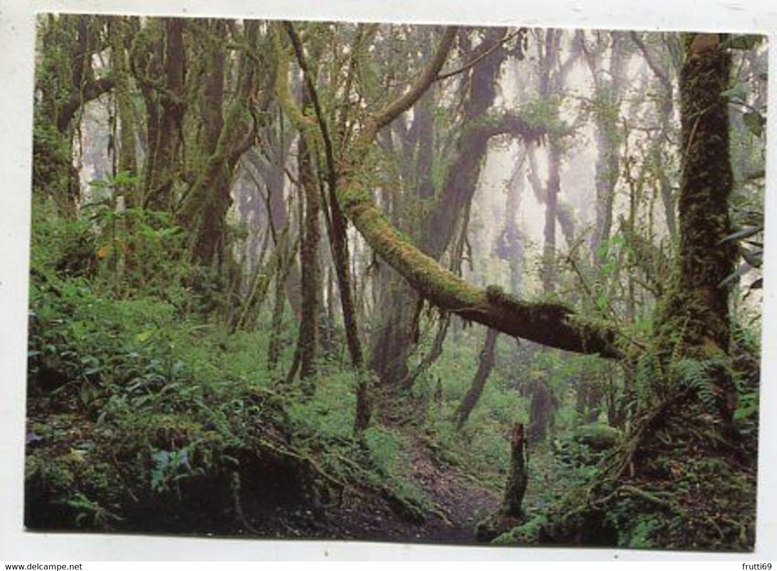 AK 111962 COSTA RICA - Cloudy Forest On Barva Volcano - Costa Rica