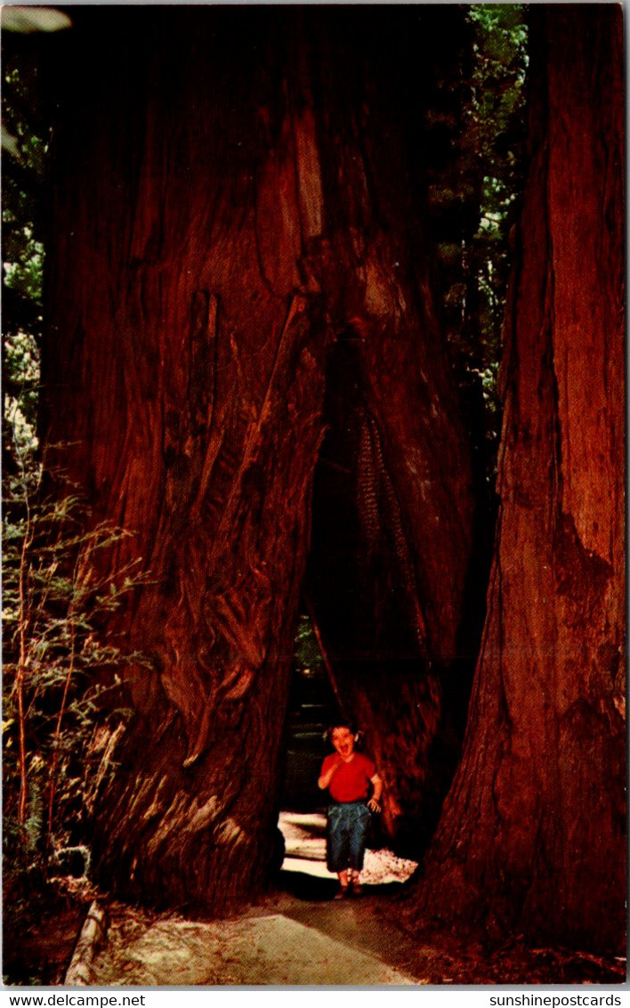 California Richardson Grove State Park Burned Out Redwood Tree - Yosemite