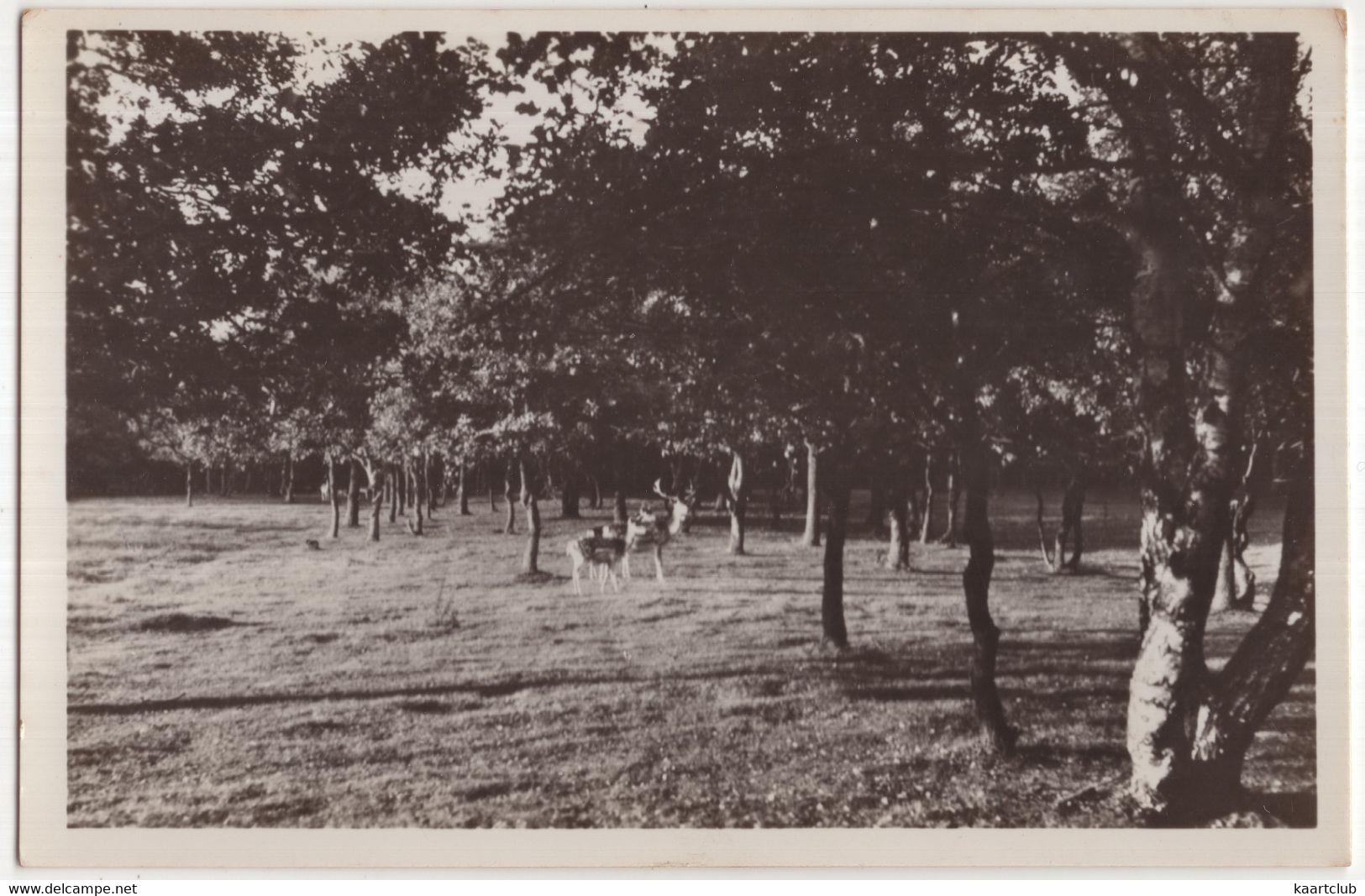 Kamp- En Konferentie-oord 'De Besthemerberg', Ommen  - (Overijssel, Nederland/Holland) - Damherten - Ommen