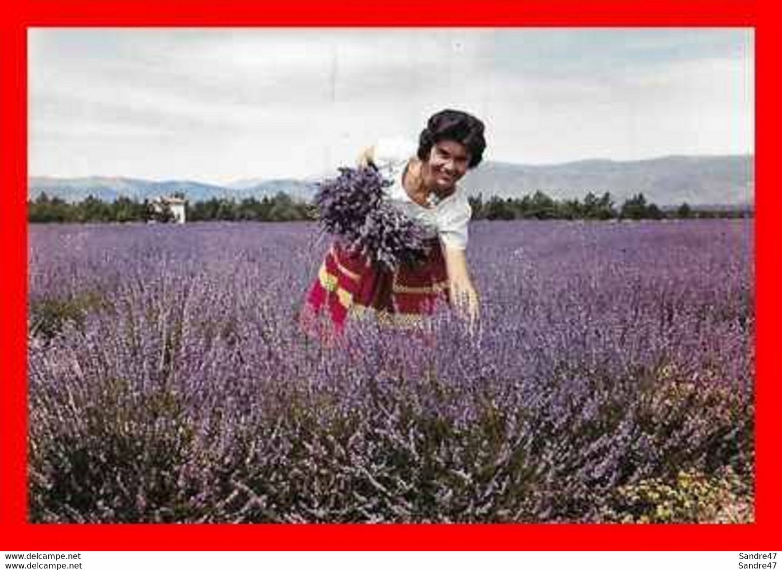 CPSM/gf FLEURS.  Jolie Femme Ceuillant De La Lavande. .*7779 - Piante Medicinali