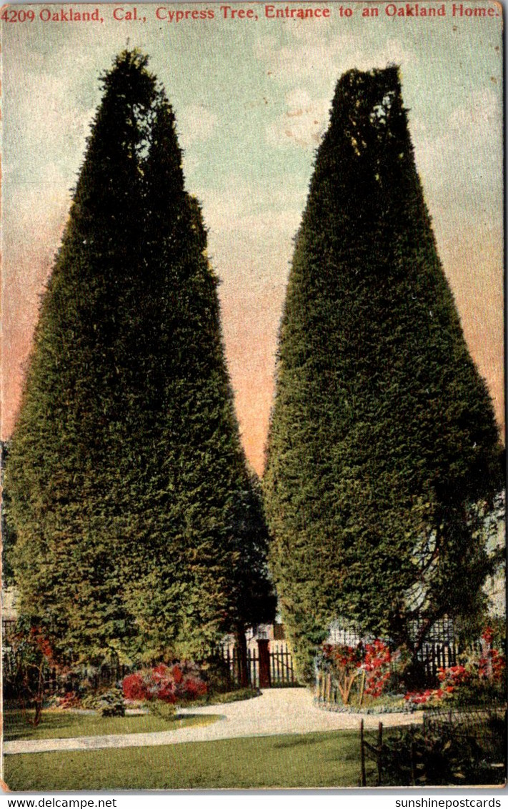 California Oakland Cypress Trees At Entrance To An Oakland Home - Oakland