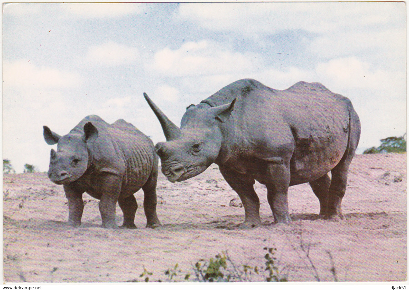 FAUNE AFRICAINE - Rhinocéros - Rinoceronte