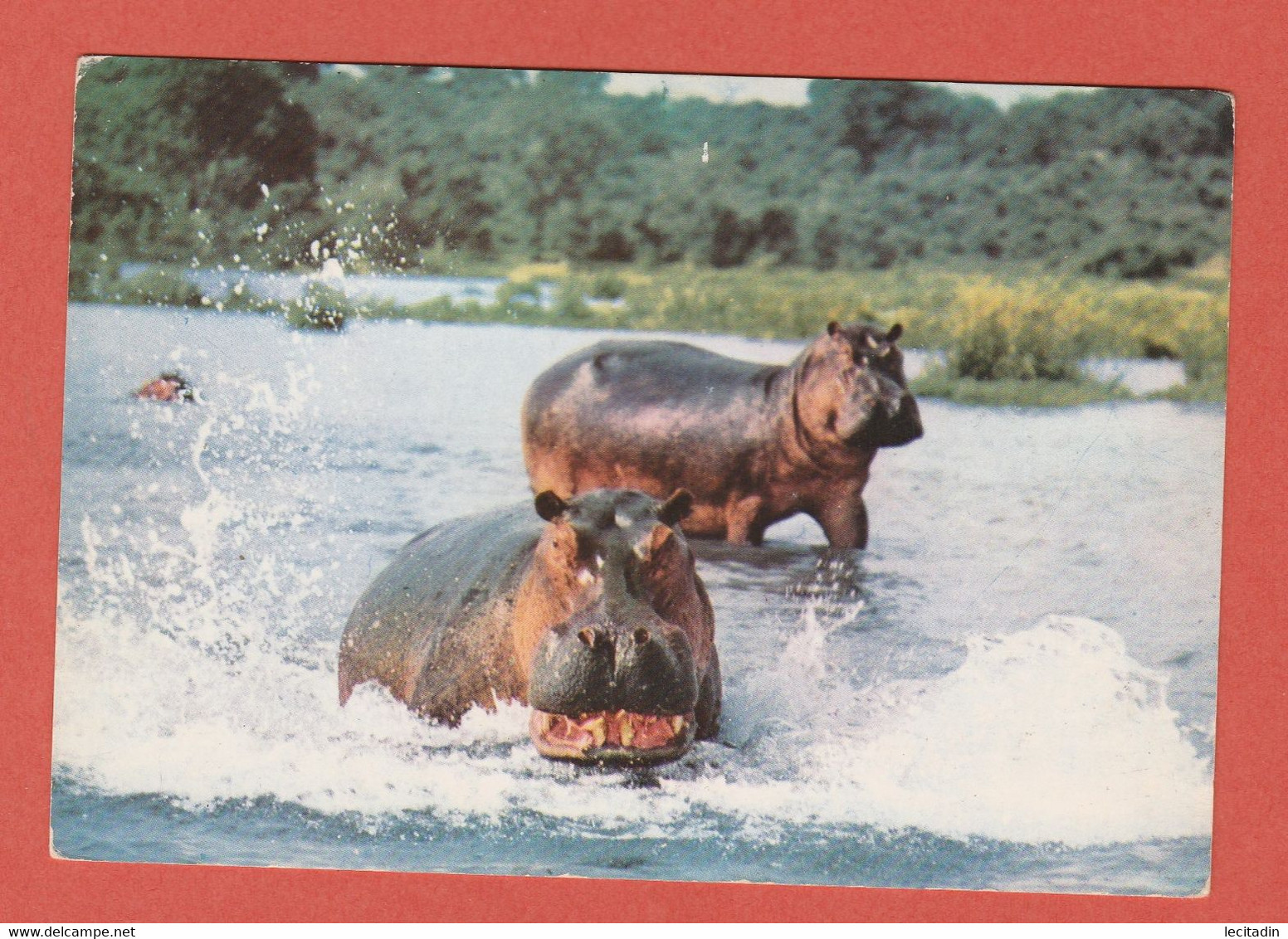 CP ANIMAUX HIPPOPOTAME 3316 - Hippopotames