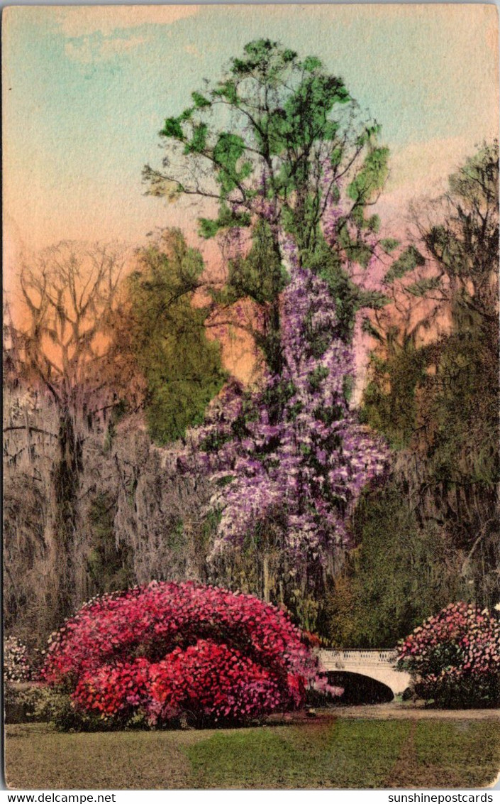 South Carolina Charleston Magnolia Gardens Handcolored Albertype - Charleston
