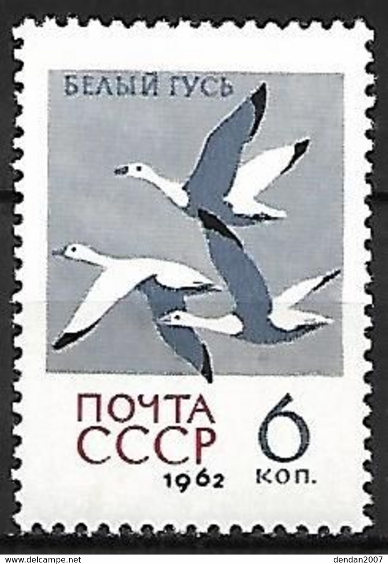 Russia CCCP : MNH ** 1962 :    Snow Goose  -  Anser Caerulescens - Gänsevögel