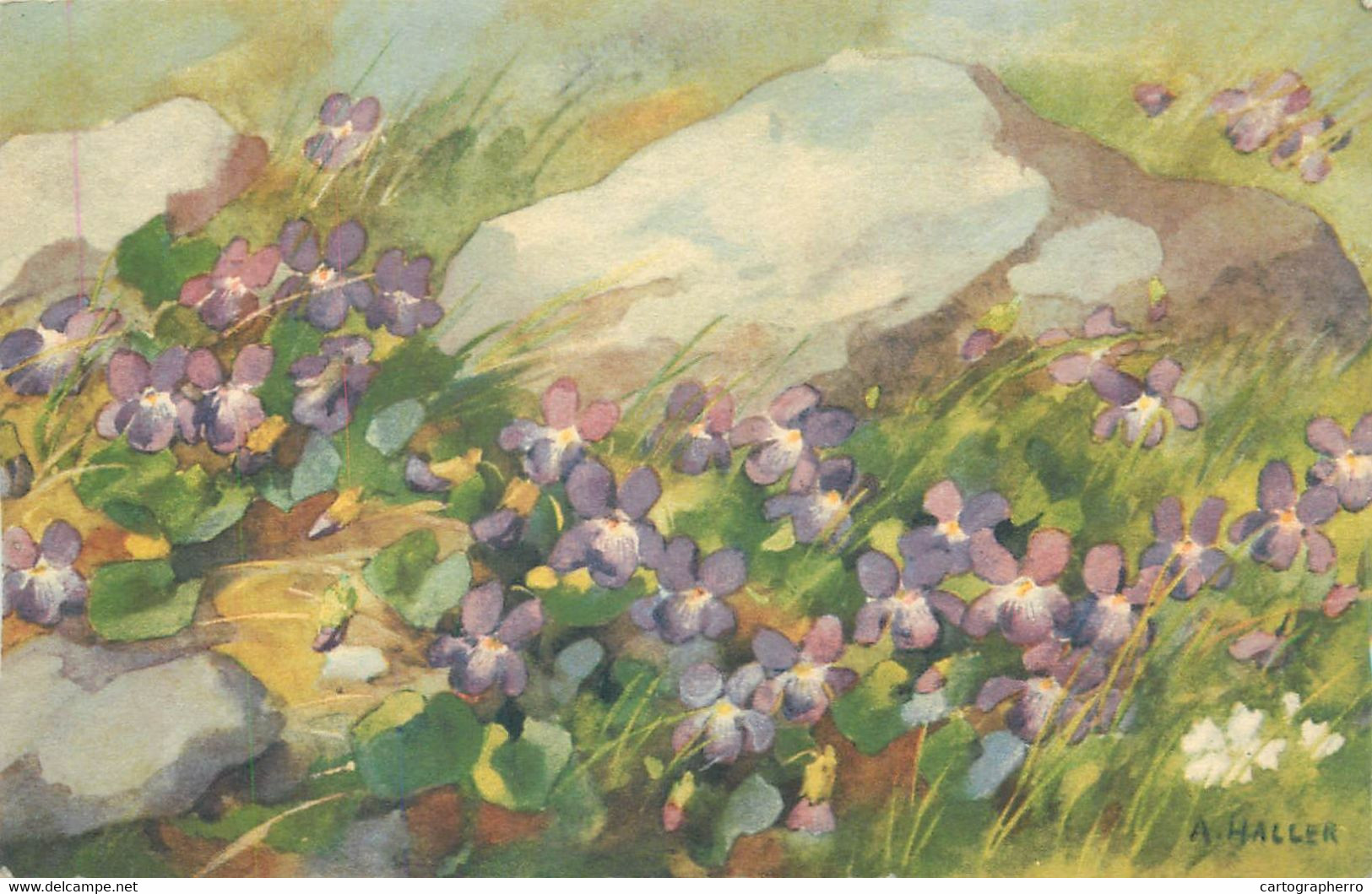 Post Card Wild Flowers Detail View A. Haller Signed Painting - Haller, A.