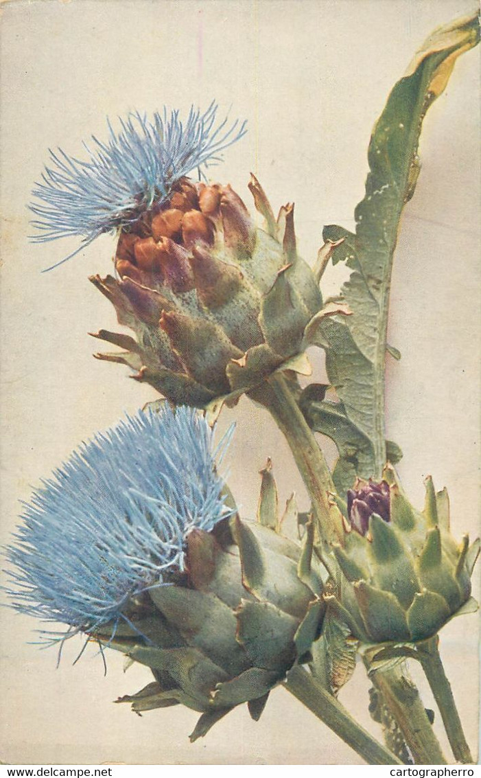 Postcard Artichoke Wild Medicinal Flower - Geneeskrachtige Planten