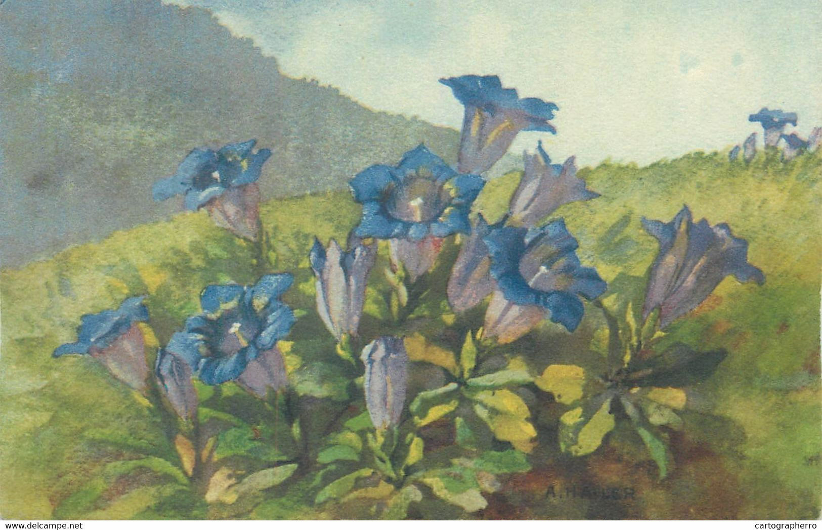 Flora Post Card Gentiana Acaulis Cup Mountain Flower Signed Painting A. Haller - Haller, A.