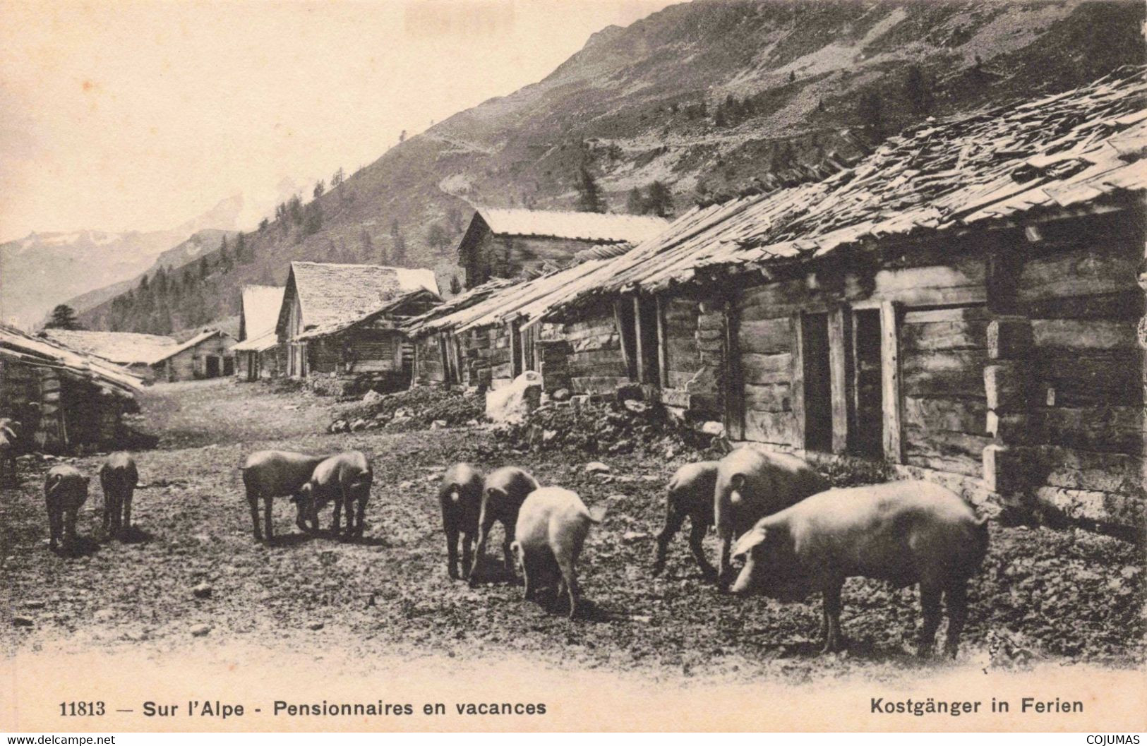 SUISSE - S09536 - Sur L'Alpe - Pensionnaires En Vacances - Agriculture - Cochons - Kostganger In Ferien - L1 - Sion