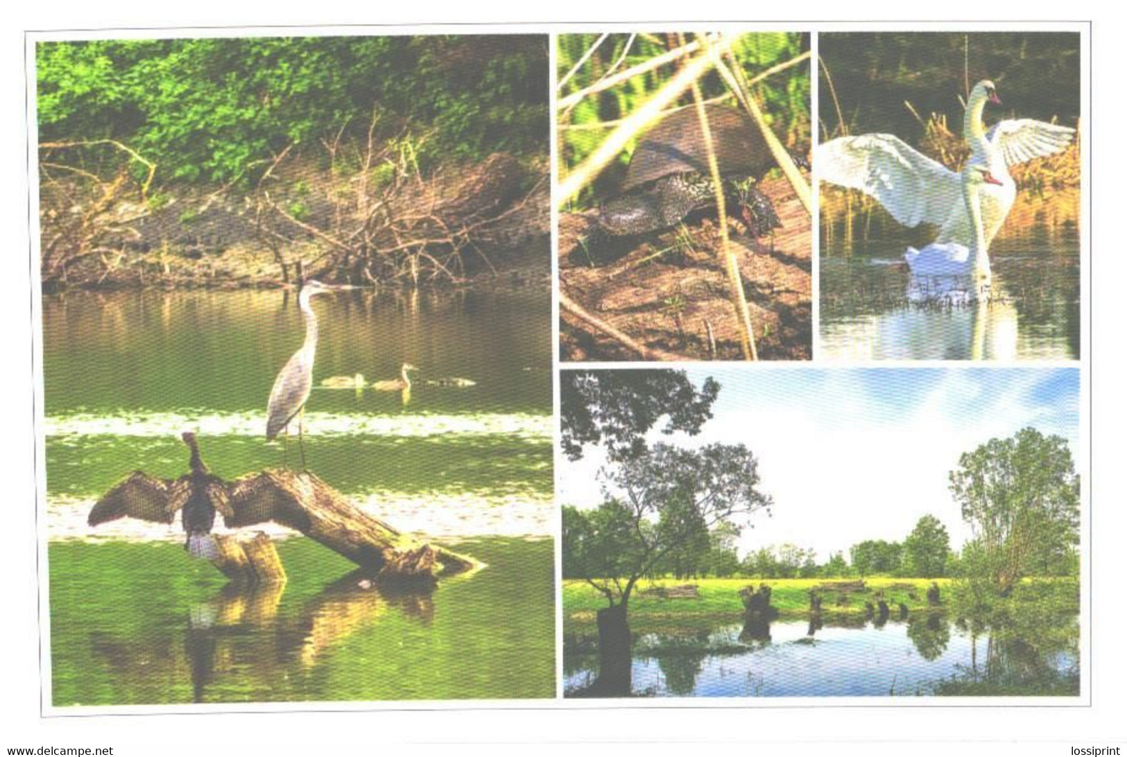 Birds, Swans, Stork, Turtle - Schildpadden