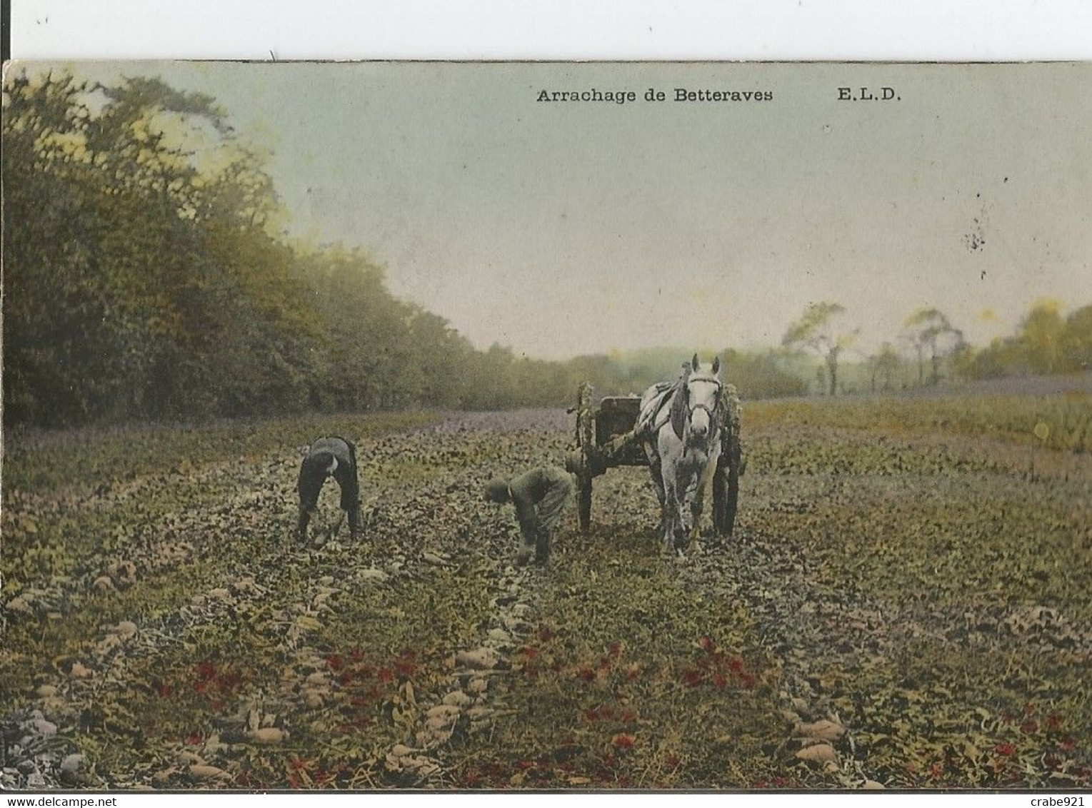 ARRACHAGE DE BETTRAVES CARTE PHOTOS VOYAGEE 1907 - Cultures