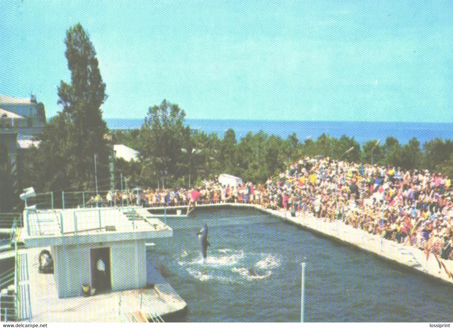 Georgia:Batumi Delfinarium, Arena, Dolphin In Action, 1980 - Dauphins