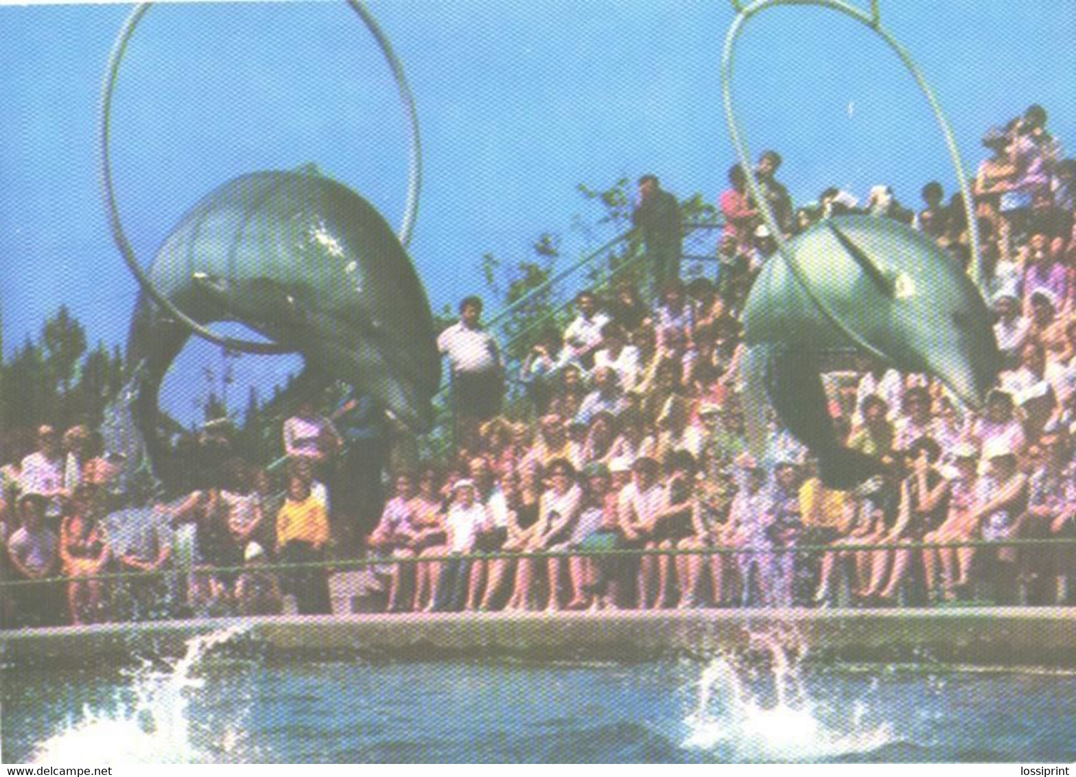 Georgia:Batumi Delfinarium, Arena, Dolphin In Action, 1980 - Dauphins