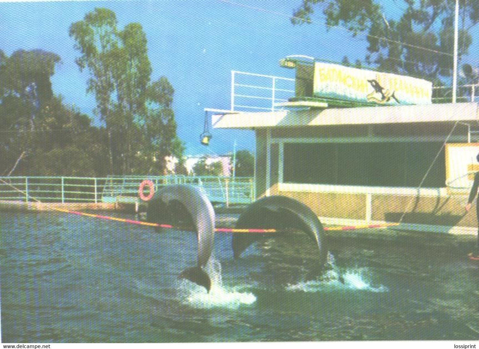 Georgia:Batumi Delfinarium, Arena, Dolphins In Action, 1980 - Dauphins